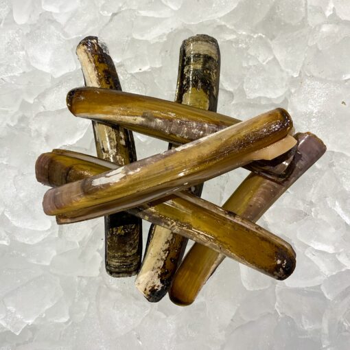 Live Razor Clams