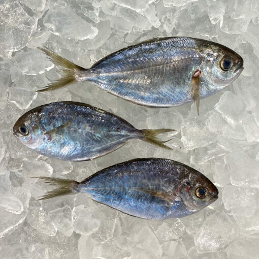 Fresh Whole Butterfish