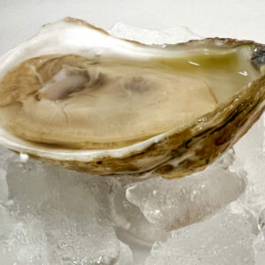 Premium Live Oysters - Image 2